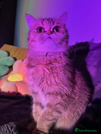 Scottish Fold cats Kiyomi needs a new loving home - Advert 1