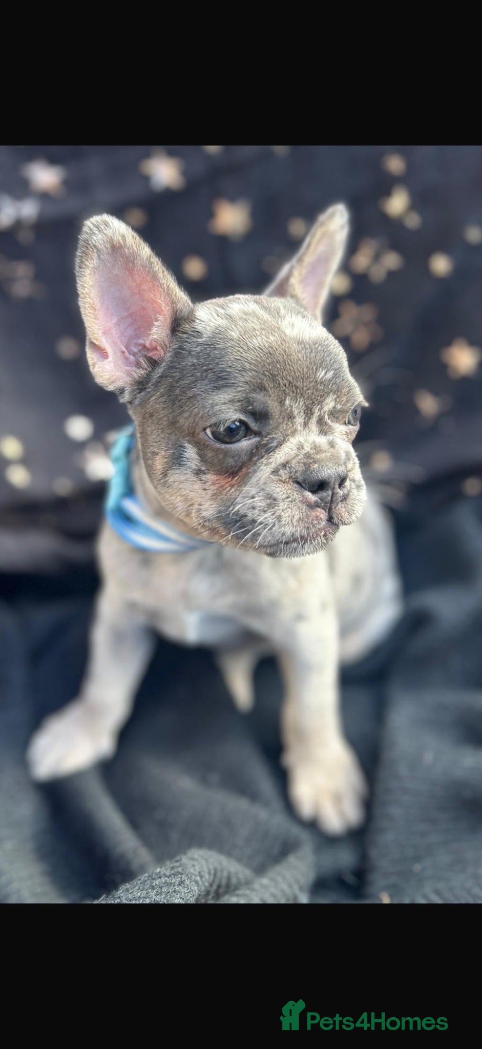 French Bulldog dogs Happy and health french bulldog puppies  - Advert 2