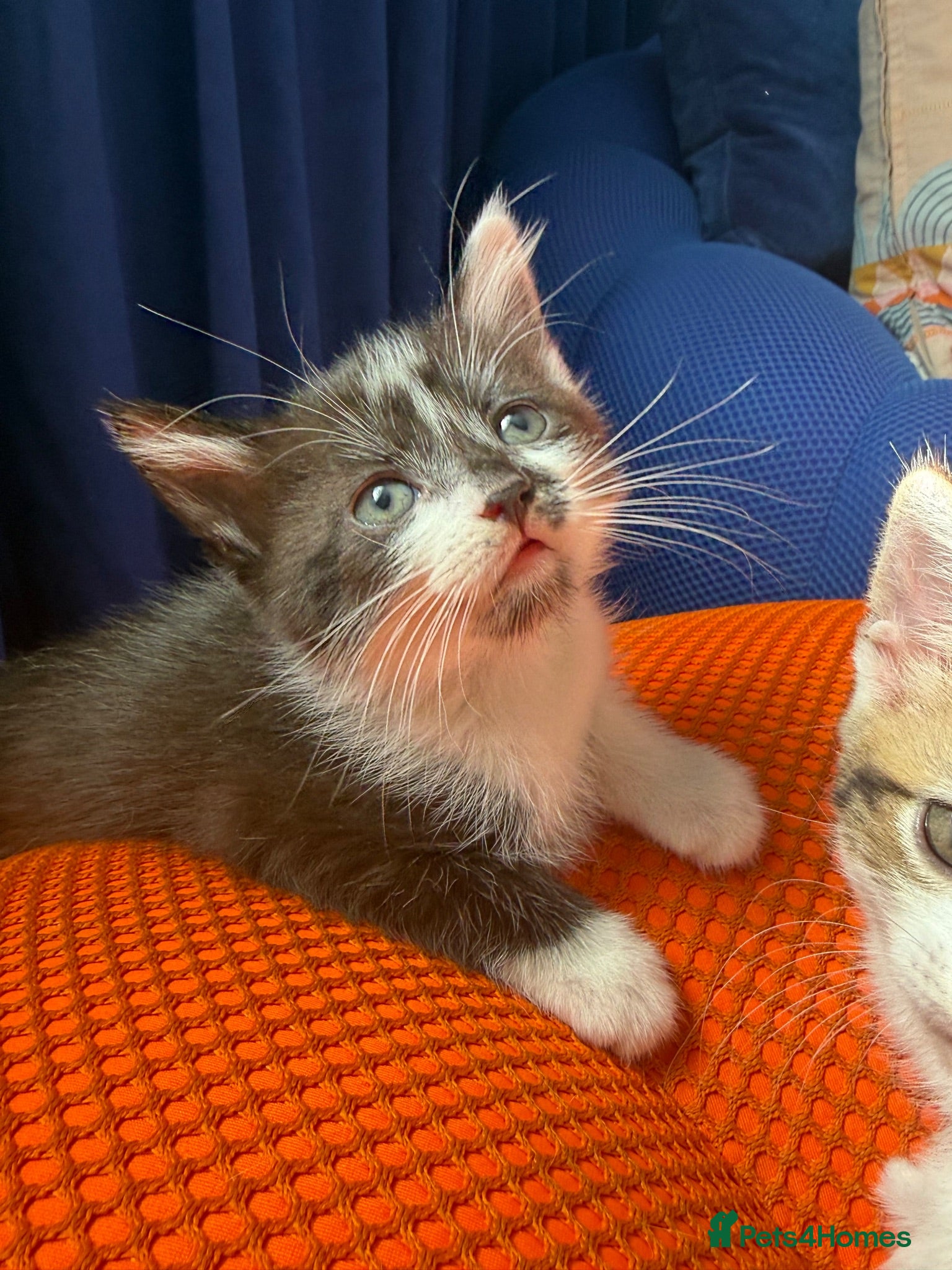 Mixed Breed cats Cats for sale  - Advert 1