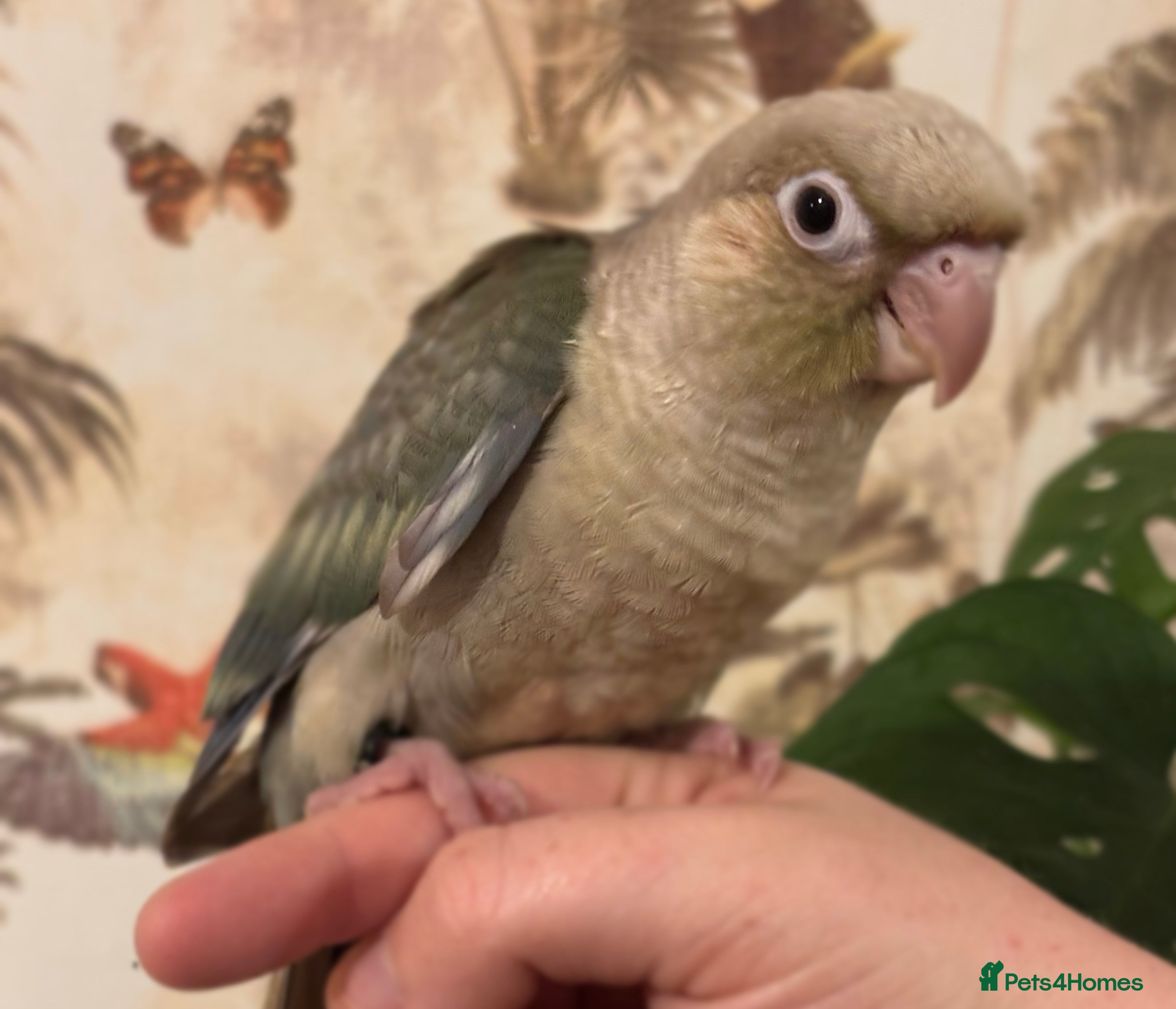 Conures birds (2 left) hand reared green cheek conures. - Advert 18
