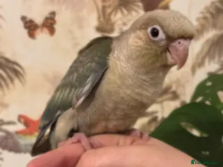 Conures birds (2 left) hand reared green cheek conures. - Advert 18
