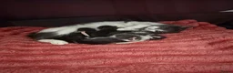 Mixed Breed cats for sale: 🐾 Last 2 Kittens Looking for Loving Homes! 🐾 - Advert 3