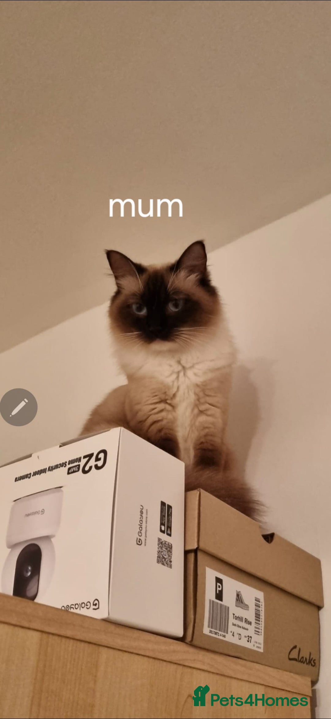 Ragdoll cats for sale: Pure Ragdoll Kittens  - Advert 15