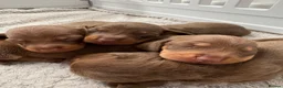 Miniature Dachshund dogs for sale: Choc n tan miniature dachshunds  - Advert 4