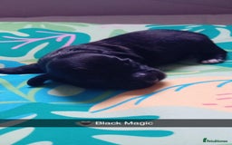 Mixed Breed dogs for sale: F1 Cockapoo x F1 Cavapoo Puppies (double doodles) - Image 4