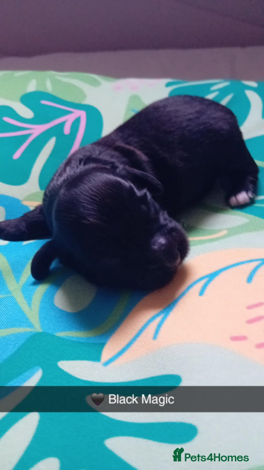 Mixed Breed dogs for sale: F1 Cockapoo x F1 Cavapoo Puppies (double doodles) - Image 4