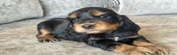 Cocker Spaniel dogs for sale: 🐶100% TRUE SHOW🐶TYPE KC REGISTERD🐶 - Advert 17