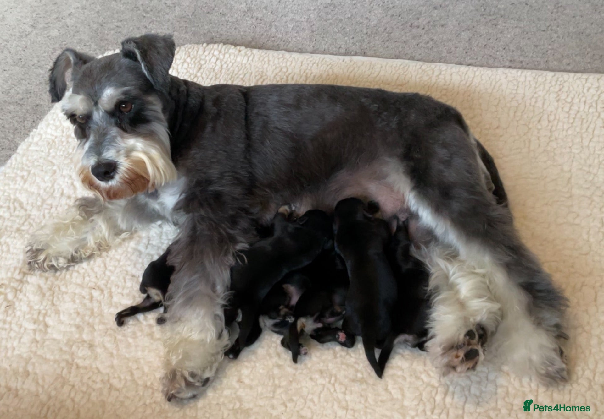 Miniature Schnauzer dogs BLACK & SILVER MINIATURE SCHNAUZERS - Advert 2