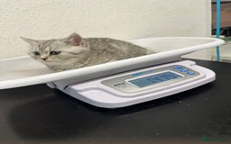 British Shorthair cats for sale: British Shorthair Kitten - Image 6