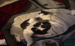 Domestic Shorthair cats for sale: Kittens for sale £50 - Image 3