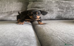 Miniature Dachshund dogs for sale: Blue/tan/dapple KC registered miniature dachshunds in Heywood - Image 26