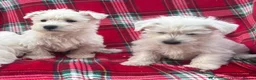 West Highland Terrier dogs for sale: STUNNING WEST HIGHLAND PUPPIES DNA TESTED in Manchester - Advert 4