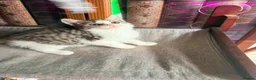 British Shorthair cats for sale: Stunning British Shorthair Kittens Ready Now! - Advert 31