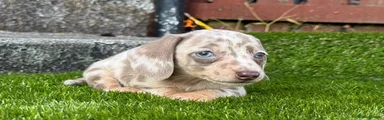 Miniature Dachshund 5