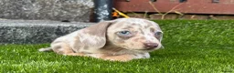 Miniature Dachshund dogs for sale: ❤️Adorable Isabella Miniature Dachshund Puppies 🐶 - Advert 2