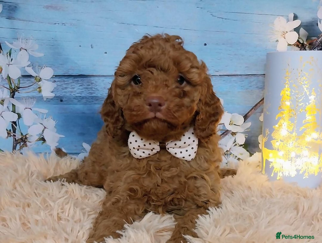 Cavapoo dogs for sale: Red Cavapoo Pups - Advert 4