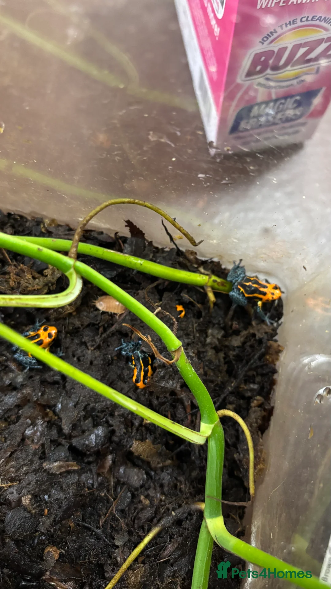 Mixed Breed invertebrates for sale: Ranitomeya Varadero Imitator - Advert 2