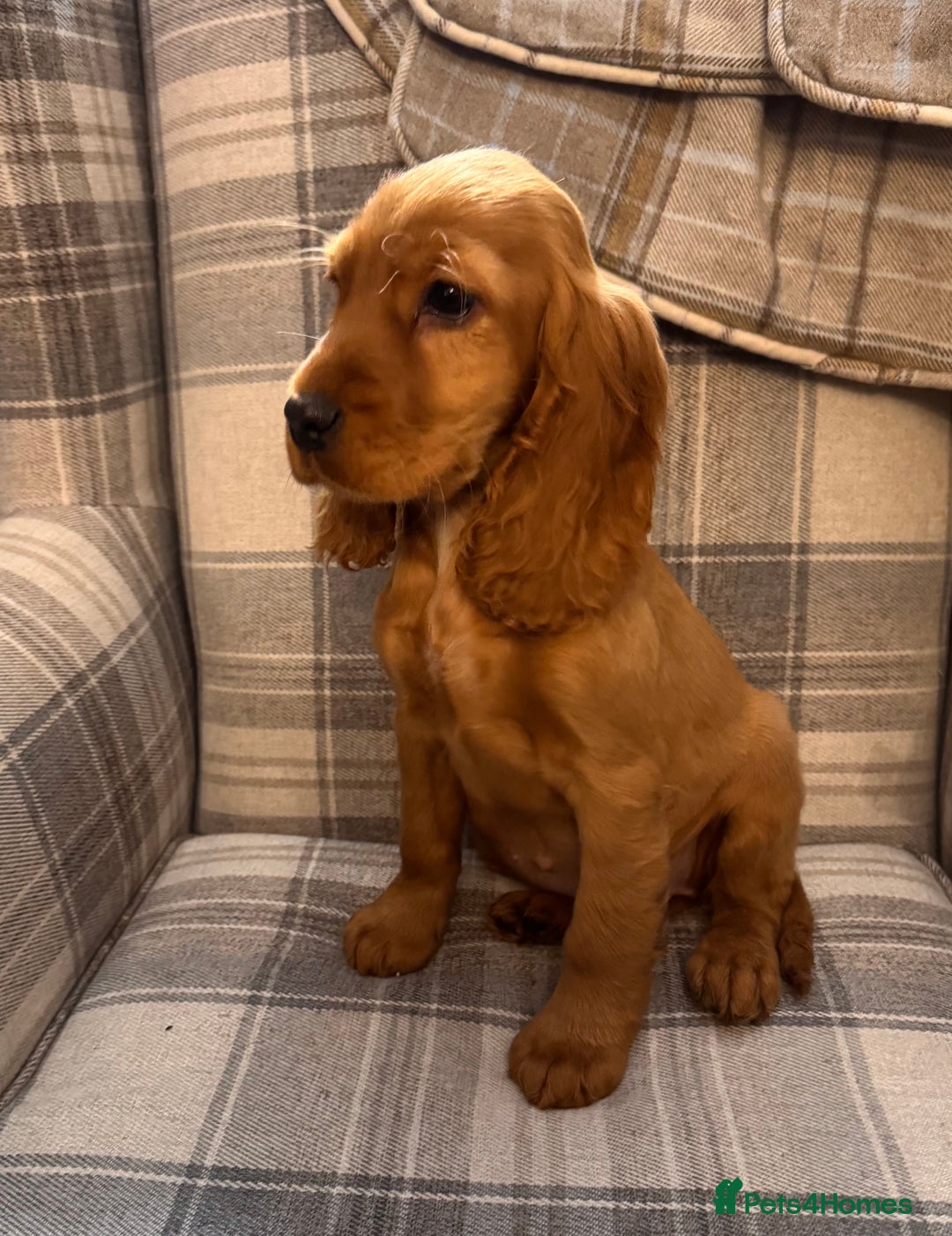 Cocker Spaniel dogs for sale: SHOW TYPE COCKER SPANIEL PUPPIES  - Advert 5