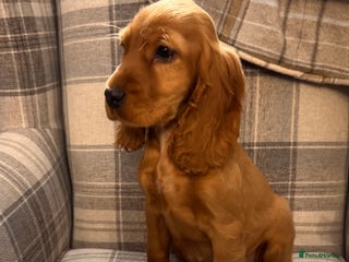 Cocker Spaniel dogs SHOW TYPE COCKER SPANIEL PUPPIES - Advert 2