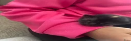 Mixed Breed cats for sale: Last little lady to find her forever home in Saltash - Advert 10