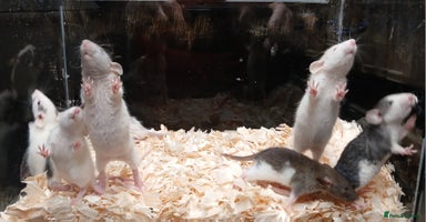 Rat rodents - Advert 6