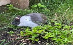 Dutch rabbits for sale: Kevin - Advert 1