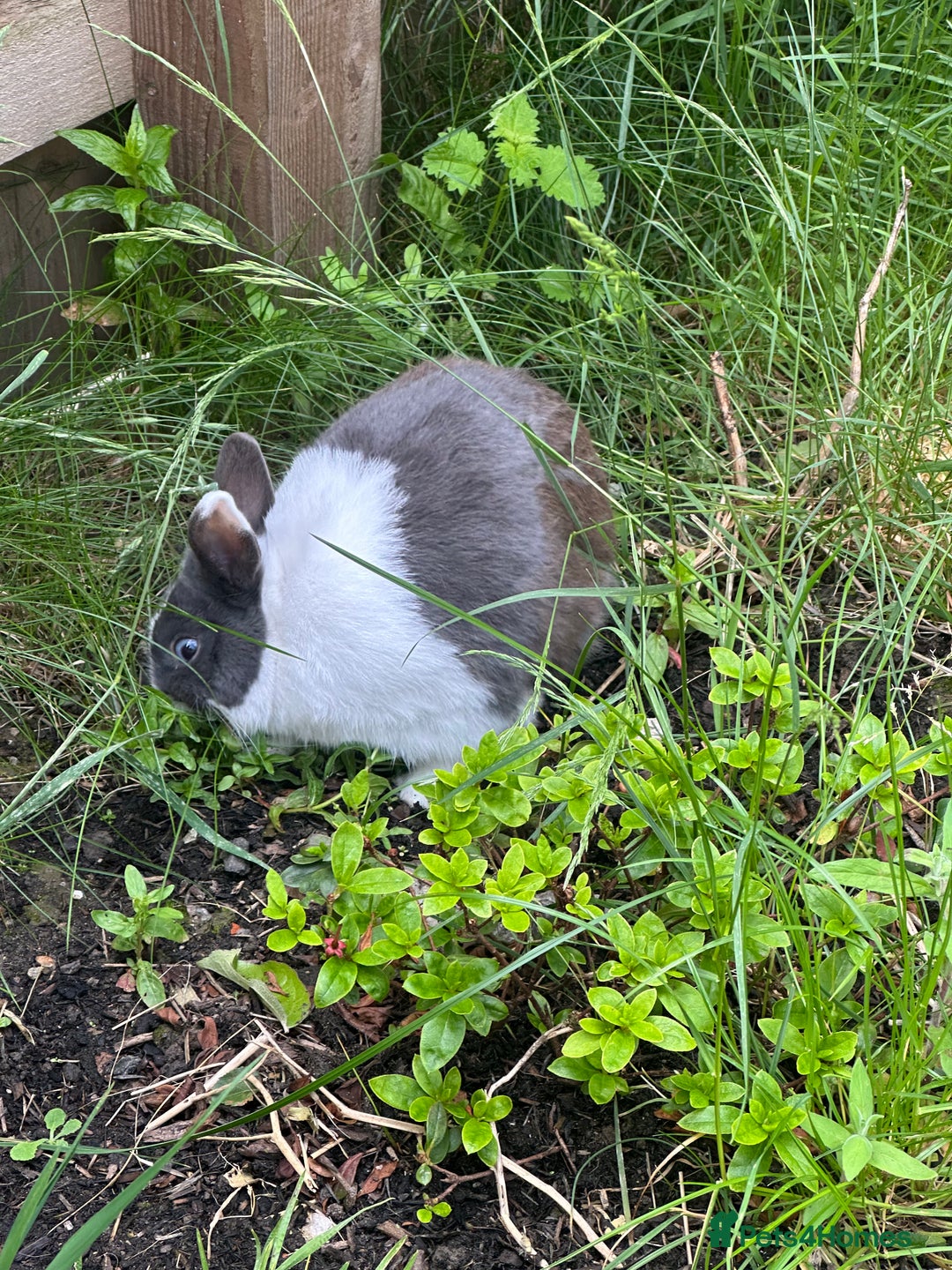 Dutch rabbits for sale: Kevin - Advert 1