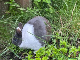 Dutch rabbits Kevin - Advert 2