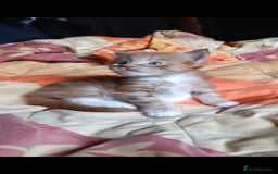 Maine Coon cats for sale: Maine Coon kitten Fire Red Marble Tabby and White - Image 19