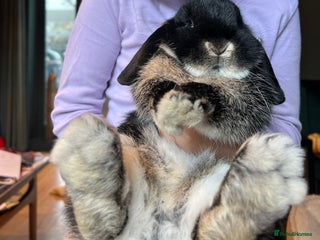 Mini Lop rabbits for sale - Advert 1