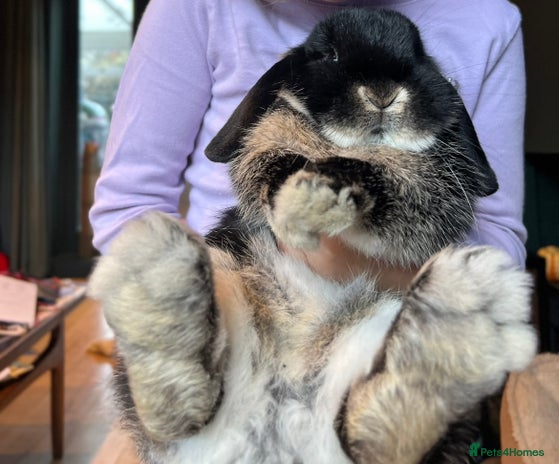 Mini Lop rabbits - Advert 1