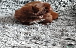 Shih Tzu dogs for sale: Imperial shi tzu babies  - Image 9