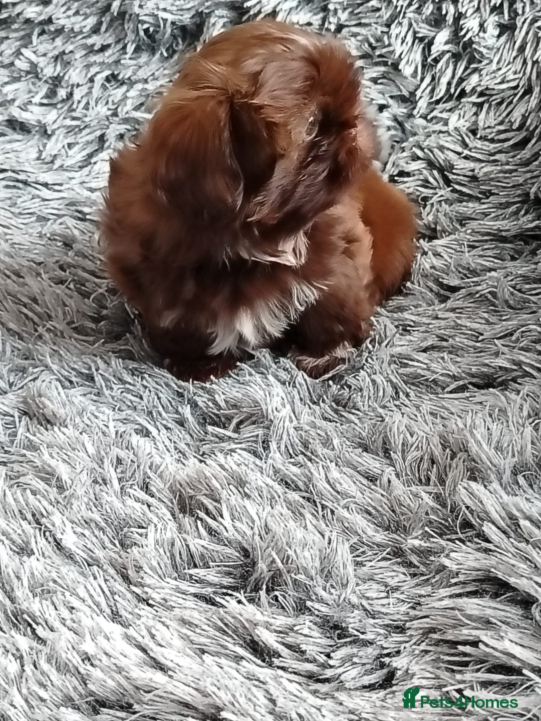 Shih Tzu dogs for sale: Imperial shi tzu babies  - Image 9