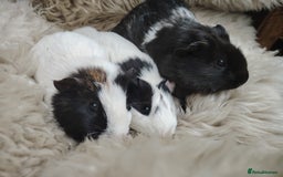 Guinea Pig rodents for sale: Guinea pigs babies and adults  - Image 7