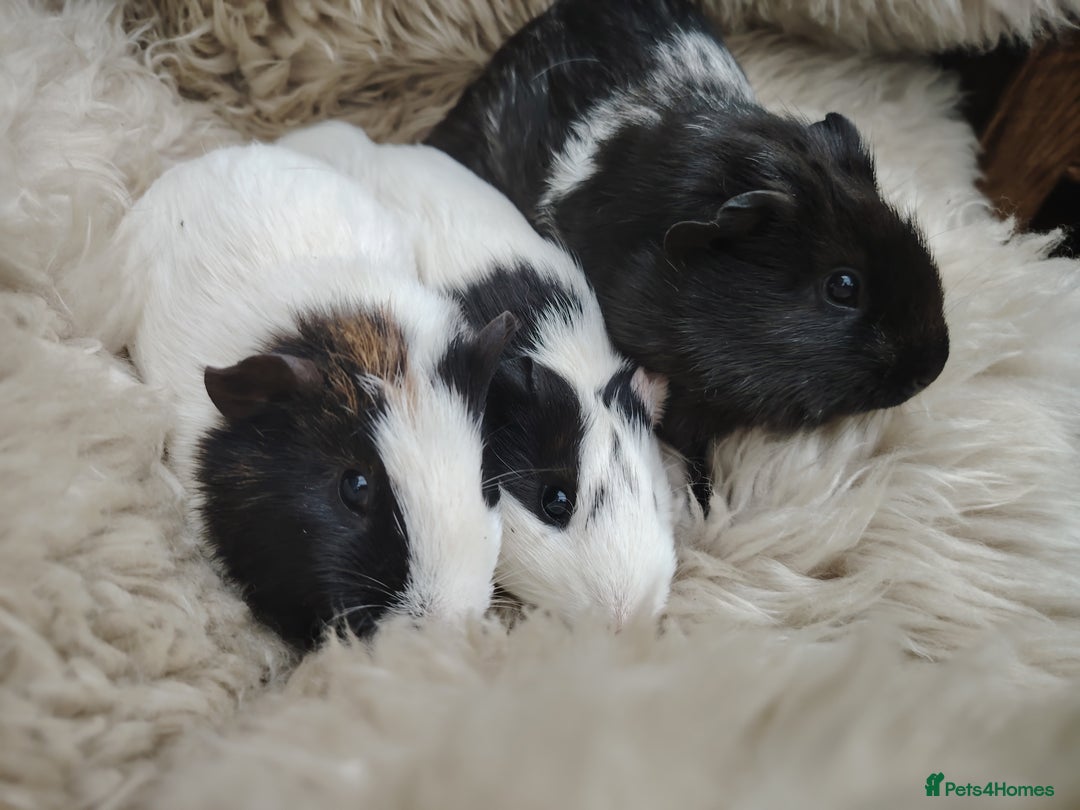 Guinea Pig rodents for sale: Guinea pigs babies and adults  - Image 7