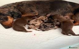 Miniature Dachshund dogs for sale: Miniature Daschund KC. PRA-OI-CRD-PRA-NCL - Image 34