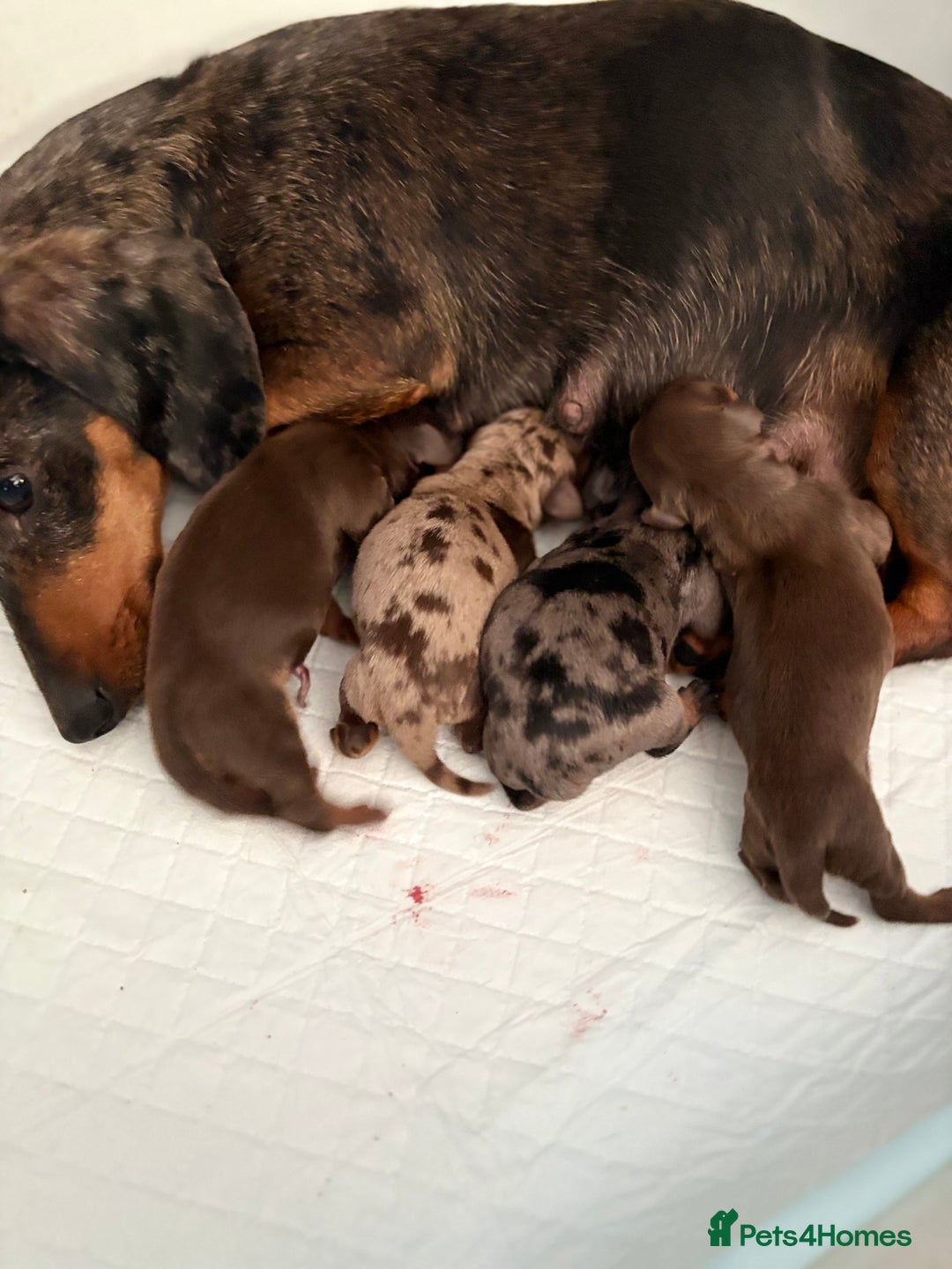 Miniature Dachshund dogs for sale: Miniature Daschund KC. PRA-OI-CRD-PRA-NCL - Image 34