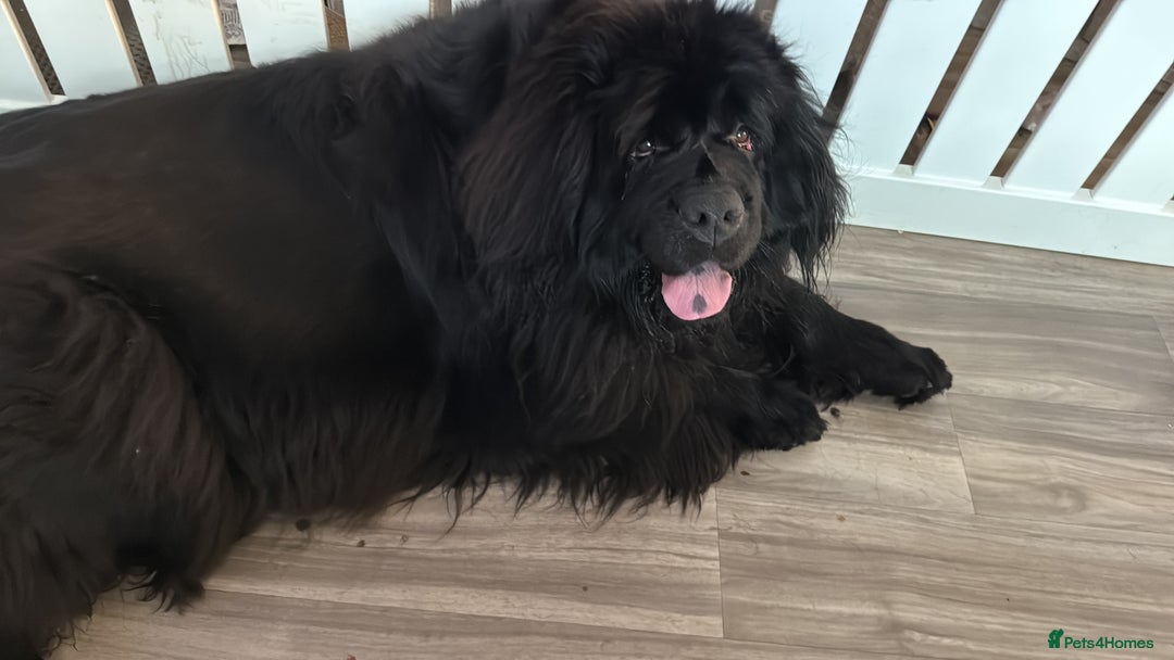 Newfoundland dogs for sale: KC registered Newfoundland Puppies. Health tested - Image 16