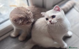 Scottish Fold cats for sale: Scottish fold and Scottish straight Tica pedigree  in Croydon - Image 9