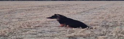 German Shepherd dogs for sale: Reluctant sale of our GSD - Advert 4