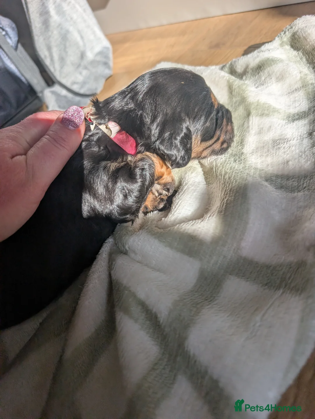 Cockapoo dogs for sale: Beautiful little of 5 Cockerpoos - Advert 18