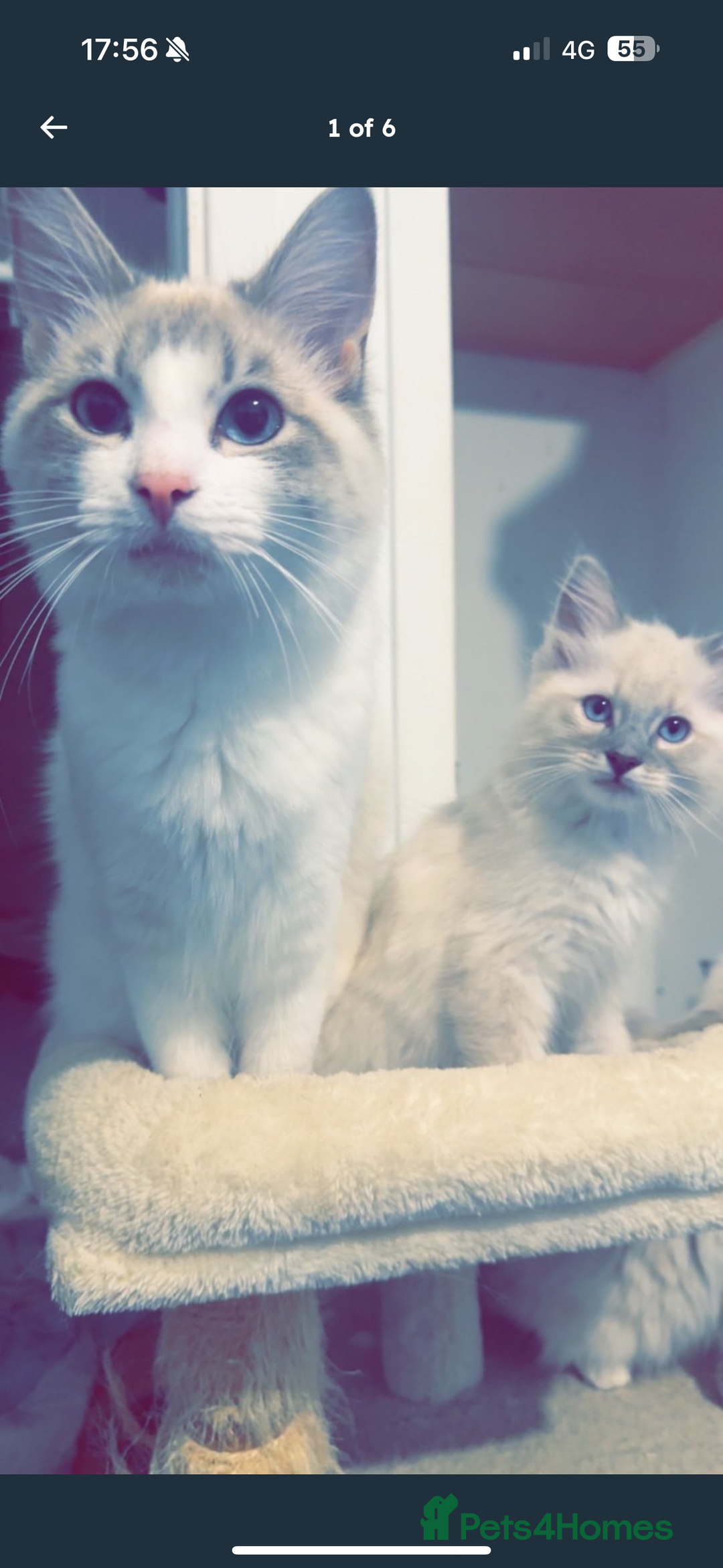 Ragdoll cats for sale: Lilac and blue ragdoll kittens  - Image 9