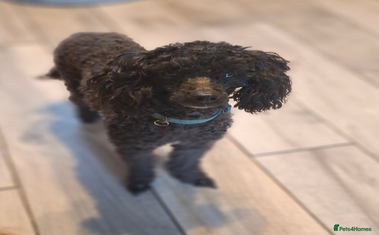 Mixed Breed dogs - Advert 12