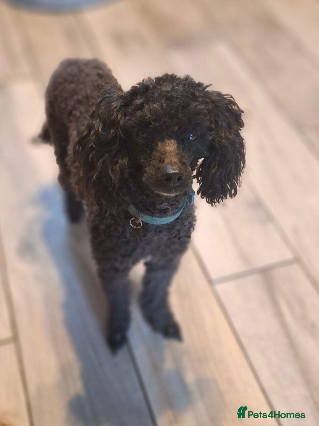 Mixed Breed dogs for sale: Gorgeous little poodle looking for forever home - Image 1