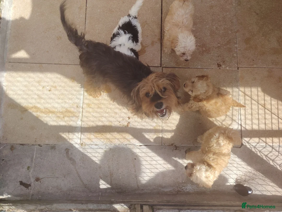 Cavapoo dogs for sale: Cavapoo puppys - Advert 28
