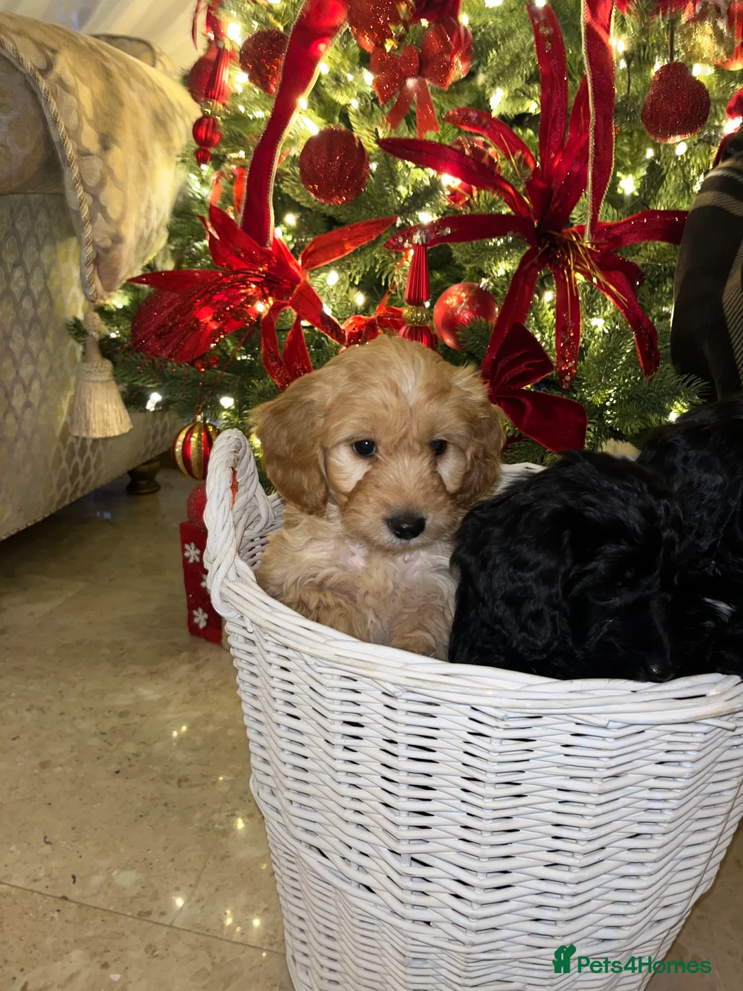 Cockapoo dogs for sale: F1 toy Cockerpoo  - Advert 5