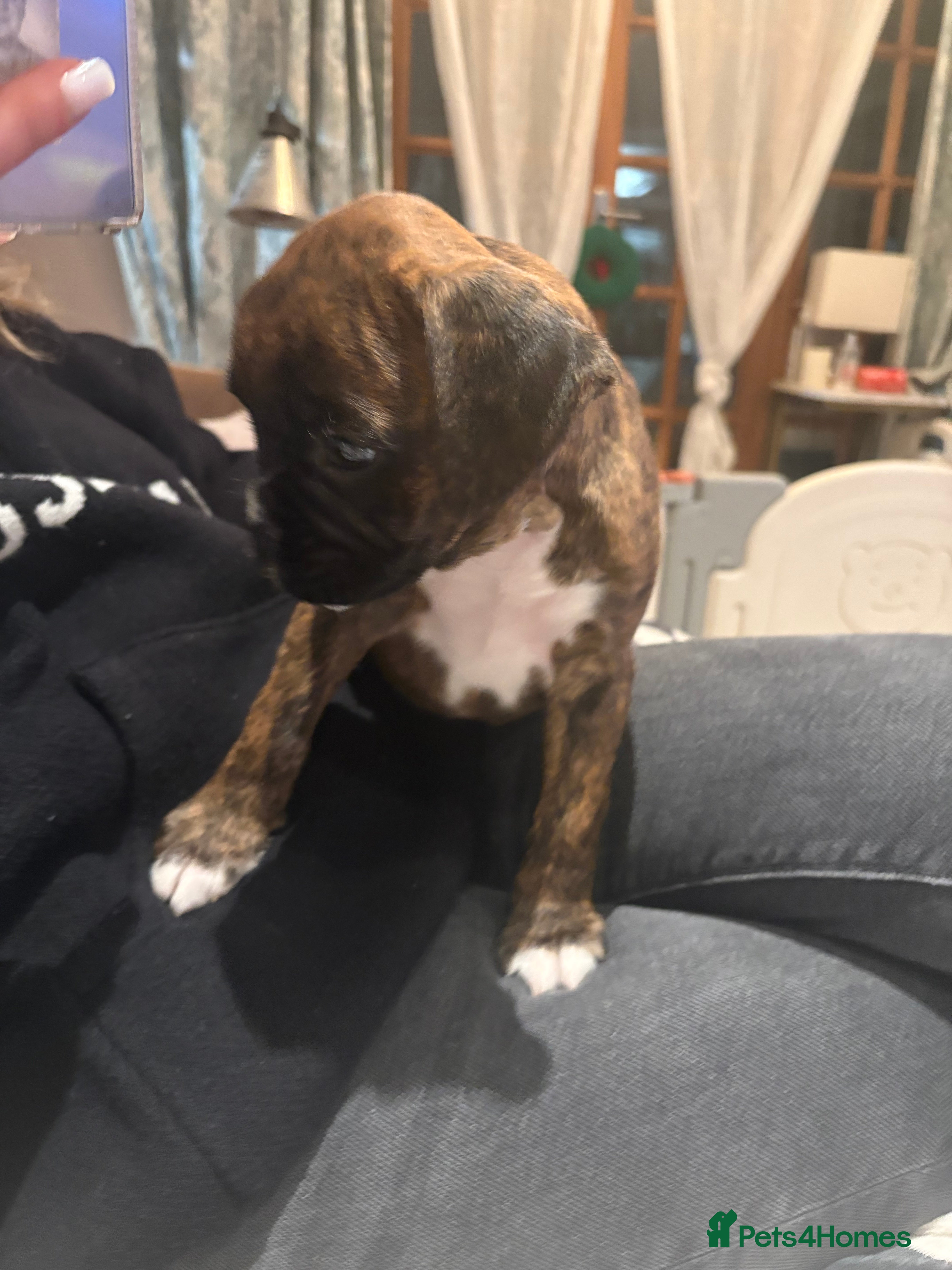 Boxer dogs READY NOW. LAST GIRL 🐶  - Advert 3