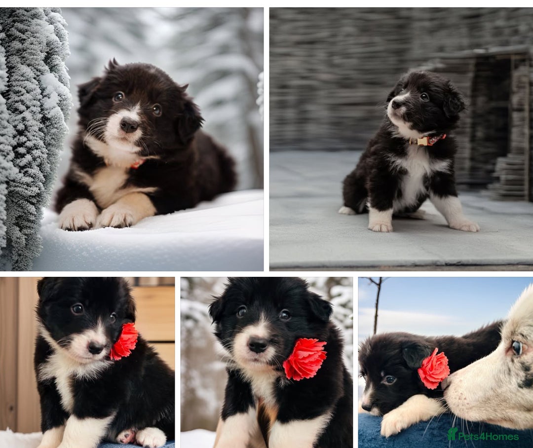 Border Collie dogs for sale: ❗️5⭐️ KC DNA tested champions LAST❗️border collie  - Advert 8