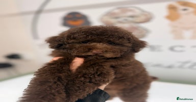 Toy Poodle dogs Tiny Asian/tiny Toy poodles🧸🤎 - Advert 2