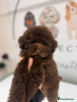 Toy Poodle dogs Tiny Asian/tiny Toy poodles🧸🤎 - Advert 2